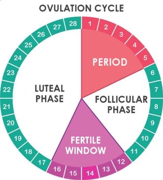 Ovulation Calculator,fertile period calculator