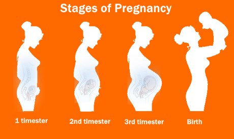 Stages of Pregnancy, 1st, 2nd, 3rd Trimester 